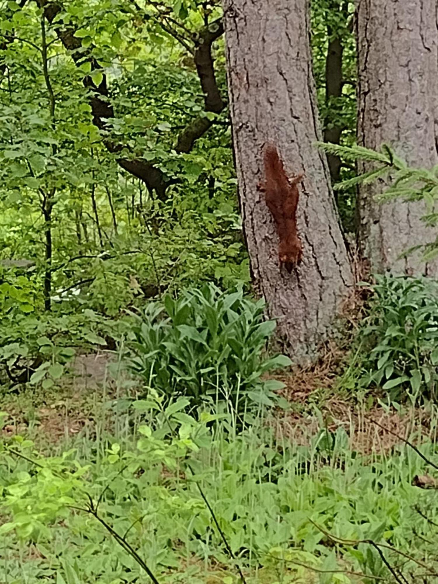Olifant In Osterode Apartman Osterode am Harz Kültér fotó
